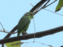 Forpus passerinus