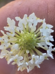 Dischisma ciliatum ciliatum