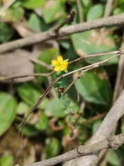 Hypericum japonicum