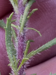 Dischisma ciliatum ciliatum