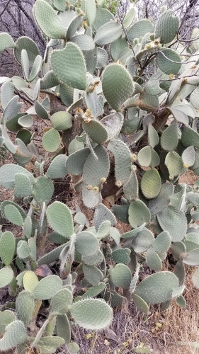 Opuntia leucotricha