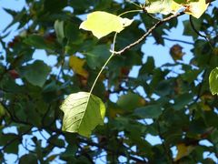 Liriodendron tulipifera