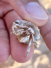 Coenobita scaevola