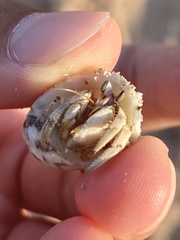 Coenobita scaevola