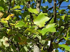 Liriodendron tulipifera