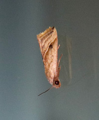 Micrathetis tecnion