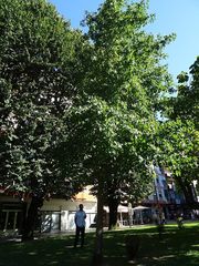 Liquidambar styraciflua