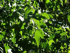 Liquidambar styraciflua