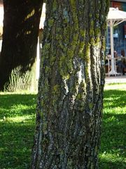 Liquidambar styraciflua