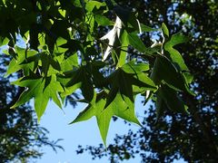 Liquidambar styraciflua