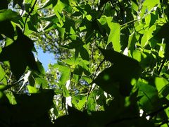 Liquidambar styraciflua
