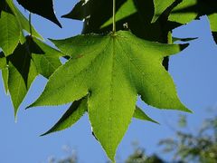 Liquidambar styraciflua