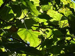 Catalpa speciosa