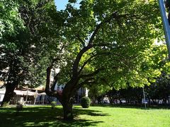 Catalpa speciosa