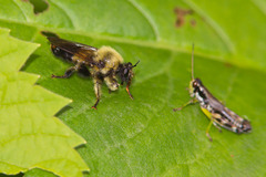 Laphria sacrator