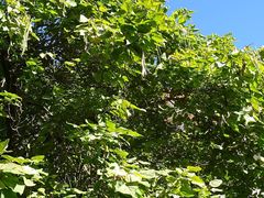 Catalpa speciosa
