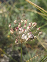 Allium inaequale
