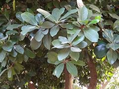 Corynocarpus laevigatus