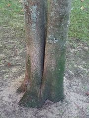 Corynocarpus laevigatus