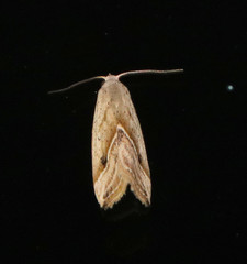 Micrathetis tecnion
