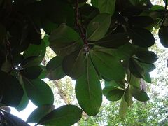 Corynocarpus laevigatus