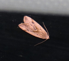 Micrathetis tecnion