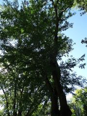 Gleditsia triacanthos
