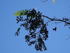 Gleditsia triacanthos
