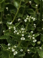 Pombalia parviflora