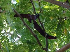 Gleditsia triacanthos