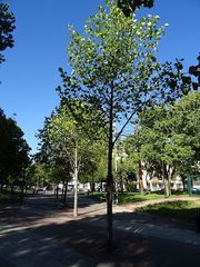 Liriodendron tulipifera
