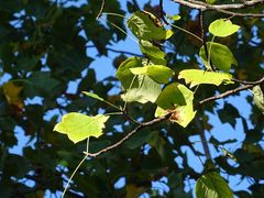 Liriodendron tulipifera