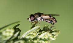 Syritta pipiens
