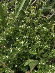 Pombalia parviflora