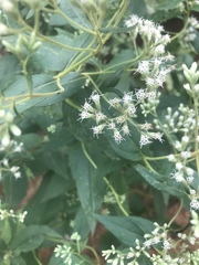 Eupatorium godfreyanum