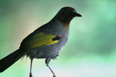 Trochalopteron melanostigma