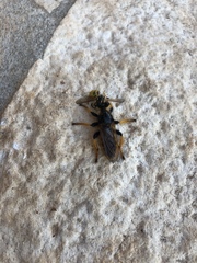 Pogonosoma maroccanum