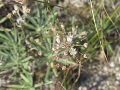 Allium inaequale