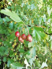 Crataegus × media