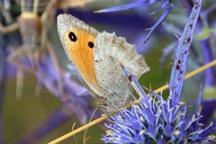Hyponephele lupinus