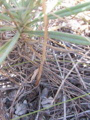 Allium inaequale
