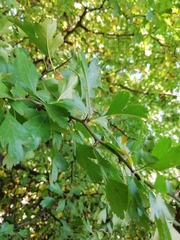 Crataegus × media