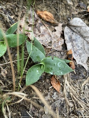 Dichanthelium sphaerocarpon