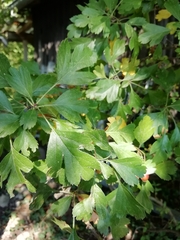 Crataegus × media