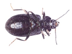Anaedus