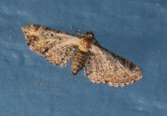 Eupithecia flavigutta