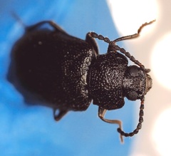 Anaedus