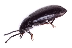 Anaedus