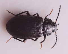 Anaedus