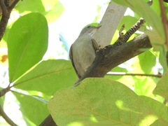 Turdus leucomelas
